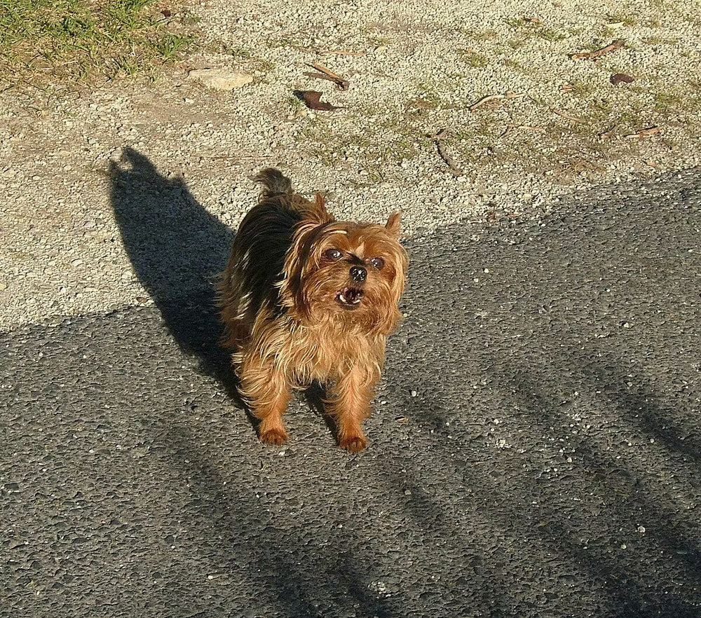 <h2><strong>Loved by dog parents everywhere.</strong></h2>