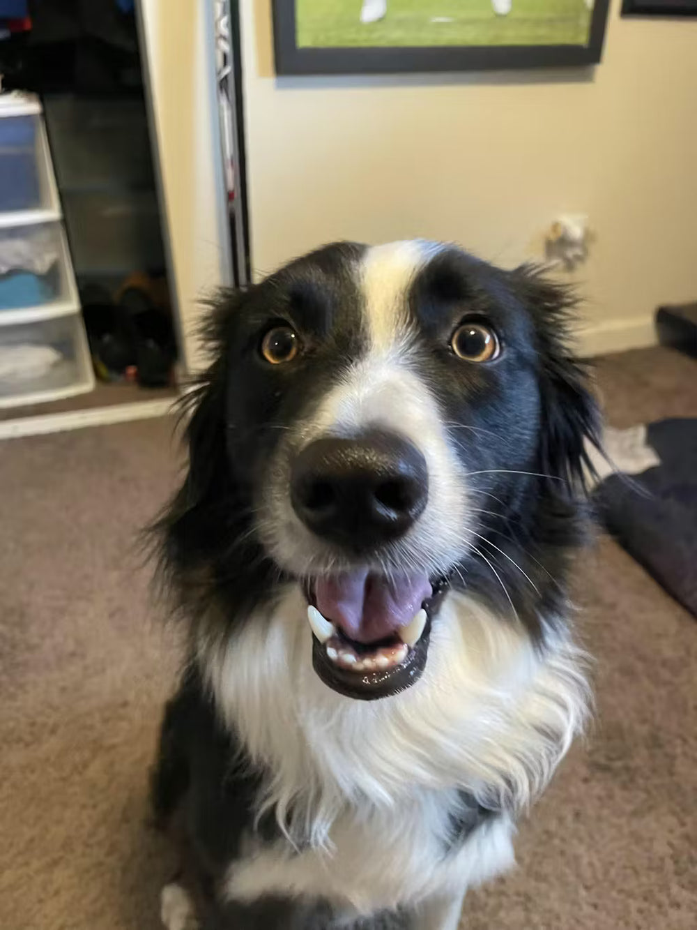 <h2><strong>Loved by dog parents everywhere.</strong></h2>