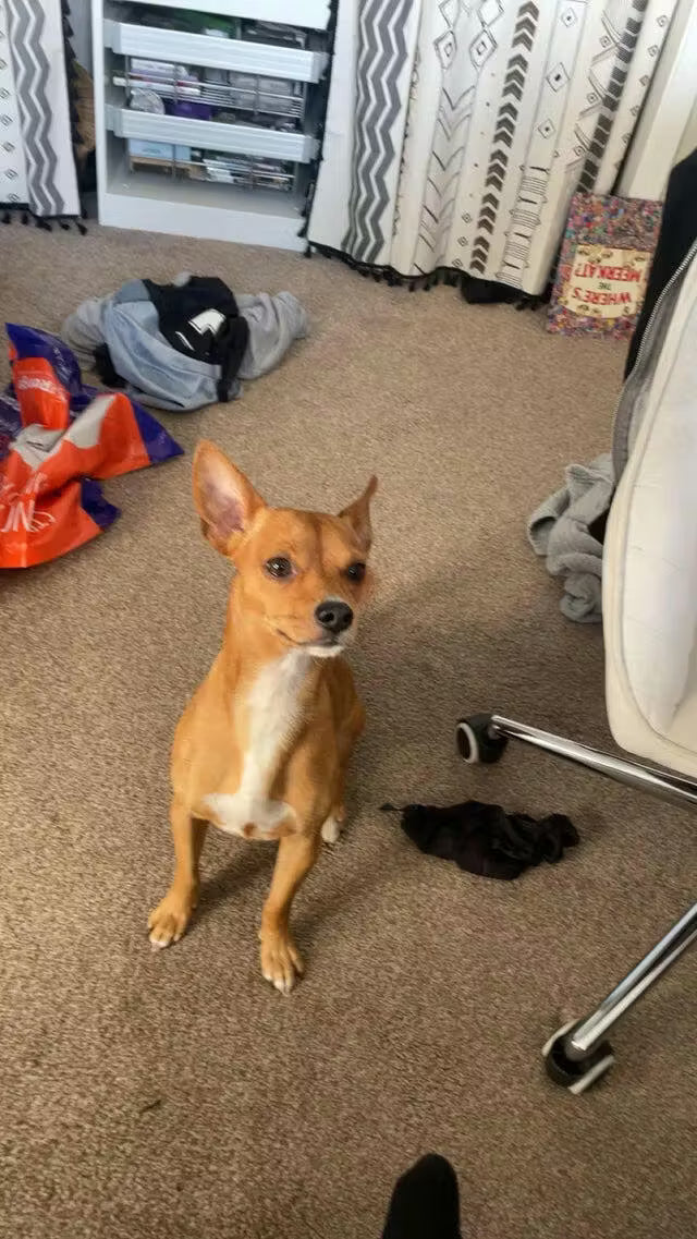 <h2><strong>Loved by dog parents everywhere.</strong></h2>